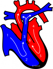 Normal heart, with pulmonary artery and aorta (no ductus)